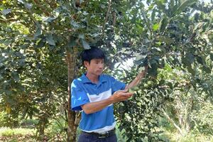 Di Linh được cấp chứng nhận 6 ha cà phê hữu cơ