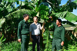 Đưa chuối Laba xuất ngoại