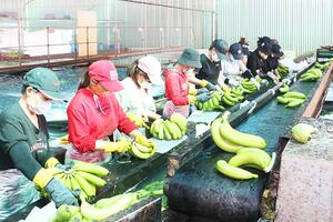 Gia Lai xúc tiến xuất khẩu chính ngạch nông sản chủ lực