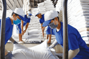 Giá lúa gạo hôm nay 30/12: Giá đi ngang do nhà máy nghỉ Tết sớm, thị trường giao dịch chậm