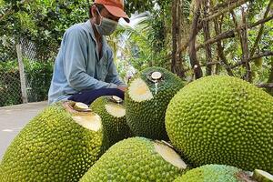 Sau Tết Nguyên đán Quý Mão, tôm thẻ chân trắng, mít Thái tăng giá