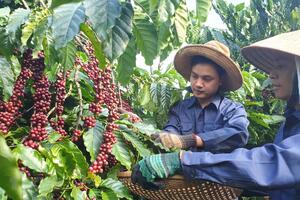Tổ chức Hội thi chế tác các sản phẩm mỹ nghệ từ cây cà phê