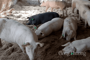 Giá heo hơi hôm nay 4/2: Ghi nhận mức cao nhất 54.000 đồng/kg