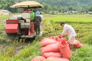 Giá lúa gạo hôm nay 4/2: Giá gạo nội địa tăng 150 đồng/kg