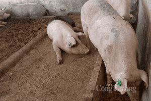 Giá heo hơi hôm nay 5/2: Ghi nhận mức trung bình quanh mốc 53.000 đồng/kg