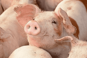 Giá heo hơi hôm nay 7/2: Duy trì ổn định