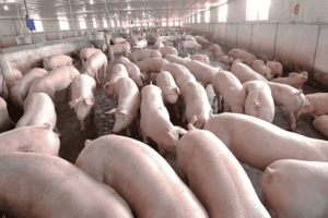 Giá heo hơi hôm nay 8/2: Đi ngang ngày thứ 5 liên tiếp