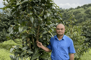 Trà hoa vàng - cây dược liệu quý, giá trị kinh tế cao