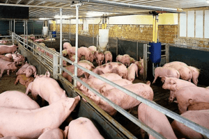 Giá heo hơi hôm nay 10/2: Điều chỉnh trái chiều 2.000 - 4.000 đồng/kg tại một vài địa phương