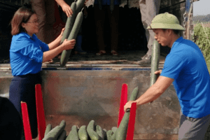 Phú Thọ: Người dân xã Văn Lang khá lên nhờ trồng bí