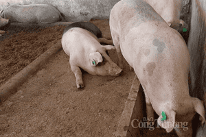 Giá heo hơi hôm nay 11/2: Tăng/giảm từ 1.000 – 2.000 đồng/kg