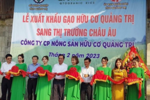 Gạo hữu cơ Quảng Trị thẳng tiến thị trường châu Âu