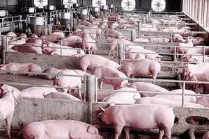 Giá heo hơi hôm nay 13/2: Ghi nhận mức cao nhất 55.000 đồng/kg