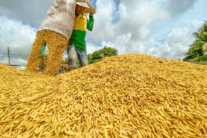Giá lúa gạo hôm nay 13/2: Doanh nghiệp chuẩn bị cho các hợp đồng mới