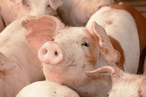 Giá heo hơi hôm nay 14/2: Giảm từ 1.000 – 2.000 đồng/kg tại một vài địa phương