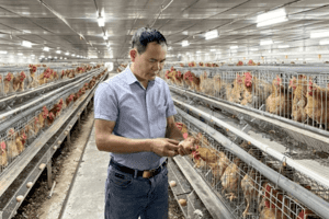 Tỷ phú nuôi gà Hoàng Mạnh Ngọc