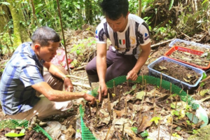 Kon Tum: Các hộ nghèo vay vốn trồng sâm được khoanh nợ