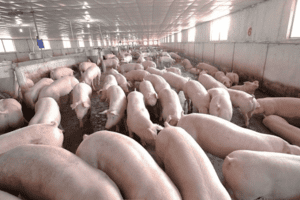 Giá heo hơi hôm nay 15/2: Giảm từ 1.000 – 3.000 đồng/kg trên diện rộng