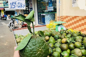 Cam sành rớt giá mạnh, đâu là nguyên nhân?