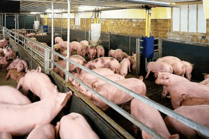 Giá heo hơi hôm nay 16/2: Tiếp tục giảm từ 1.000 – 2000 đồng/kg
