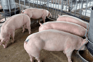 Giá heo hơi hôm nay 17/2: Ghi nhận mức thấp nhất 49.000 đồng/kg