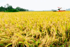 Giá lúa gạo hôm nay 17/2: Các kho mua nhiều, thị trường lúa gạo nhộn nhịp
