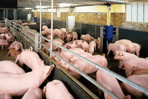 Giá heo hơi hôm nay 18/2: Ghi nhận mức cao nhất 53.000 đồng/kg