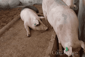 Giá heo hơi hôm nay 19/2: Ghi nhận mức trung bình dưới 53.000 đồng/kg