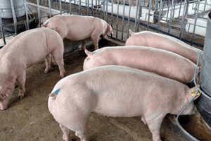 Giá heo hơi hôm nay 20/2: Tiếp tục chững lại ở cả ba miền