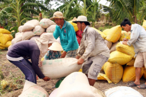 Giá lúa gạo hôm nay 20/2: Thị trường sôi động phiên đầu tuần