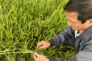 Phòng ngộ độc hữu cơ cho lúa