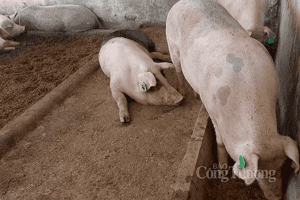 Giá heo hơi hôm nay 21/2: Giảm từ 1.000 - 2.000 đồng/kg trên diện rộng