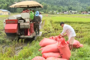 Giá lúa gạo hôm nay 22/2: Giá gạo nội địa tiếp tục giảm
