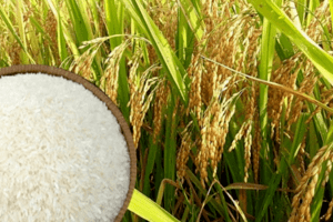 Giá lúa gạo hôm nay 23/2: Giá gạo xuất khẩu giảm 5 USD/tấn