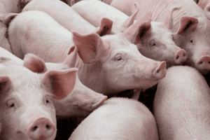 Giá heo hơi hôm nay 23/2: Tăng/giảm trong khoảng 1.000 – 2.000 đồng/kg