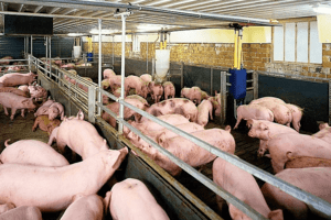 Giá heo hơi hôm nay 24/2: Tiếp tục giảm 1.000 - 2.000 đồng/kg