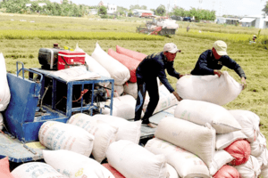 Giá lúa gạo hôm nay 24/2: Giá lúa biến động trái chiều, gạo tiếp tục giảm
