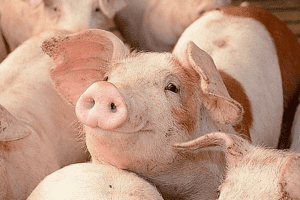 Giá heo hơi hôm nay 26/2: Dao động quanh mức từ 48.000 - 53.000 đồng/kg