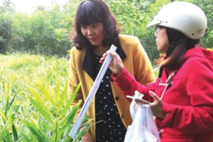 Gìn giữ hương vị gừng Huế