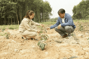 Nghệ An: Chuyển đổi thành công mô hình cây trồng trong hành lang lưới điện