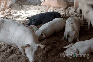 Giá heo hơi hôm nay 27/2: Ghi nhận mức thấp nhất 48.000 đồng/kg