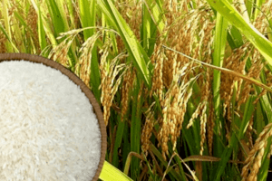Giá lúa gạo hôm nay 27/2: Thị trường sôi động phiên đầu tuần
