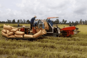 Giá lúa gạo hôm nay 28/2: Doanh nghiệp tăng gom, thị trường sôi động