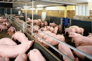 Giá heo hơi hôm nay 1/3: Giảm từ 1.000 – 2.000 đồng/kg trên diện rộng