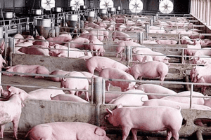 Giá heo hơi hôm nay 2/3: Miền Bắc về dưới ngưỡng 50.000 đồng/kg