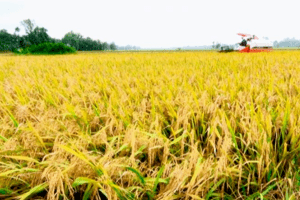 Giá lúa gạo hôm nay 6/3: Lúa Đông Xuân thu hoạch rộ, thị trường sôi động