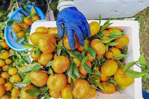 Đặc sản cam Cao Phong của Việt Nam ra mắt tại thị trường Anh
