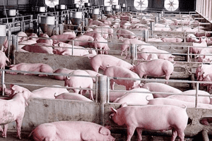 Giá heo hơi hôm nay 7/3: Giảm từ 1.000 – 3.000 đồng/kg tại nhiều địa phương