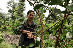 Trồng ổi mang lại hiệu quả kinh tế cao