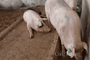 Giá heo hơi hôm nay 8/3: Ghi nhận mức thấp nhất 47.000 đồng/kg